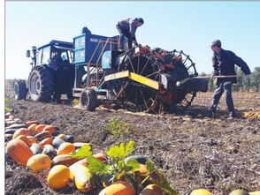 桦南唱响三农工作主旋律 谱写美丽乡村新篇章