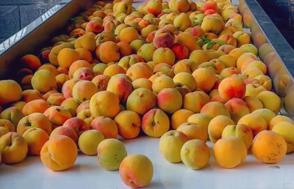 农商城 连接三农与市场的综合性农业服务平台